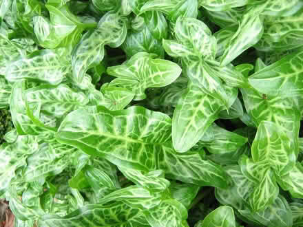 Photo of free 'Italian arum 'Pictum'. Large decorative out door Perennial (Croham CR2) #3