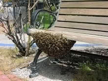 Photo of free Hone Bee Swarm Removal and Rehoming (Horsham) #3