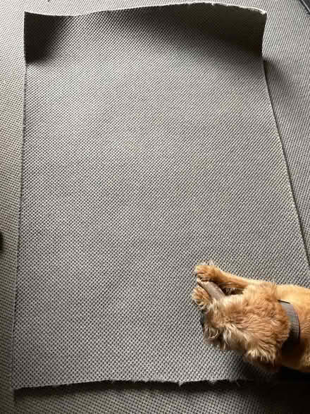 Photo of free Grey carpet Off cut to use as a rug? (Cheltenham GL52) #1
