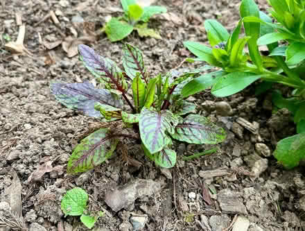 Photo of free Red veined sorrel young plants (Hatfield AL10) #1