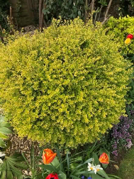 Photo of free Bagginsons gold shrub (Wheathampstead AL4) #2