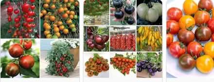 Photo of Tomato plants (Congleton CW12) #1
