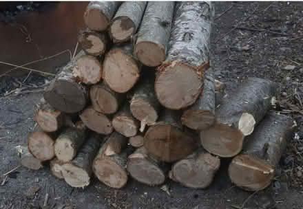 Photo of Logs for forest school (S60 Rotherham) #1