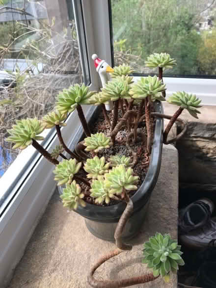 Photo of free Succulent plants (Tinkersley DE4) #3
