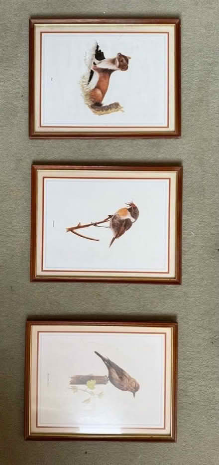 Photo of free Framed English birds and Stoat (Warden Hill GL51) #1