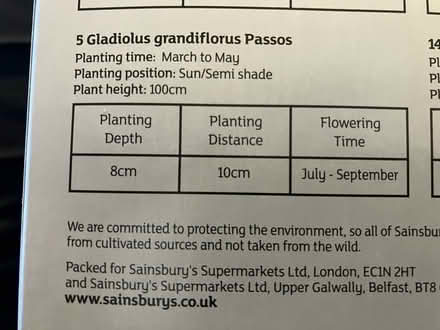 Photo of free 2 x Gladioli bulbs (Waddon) #2