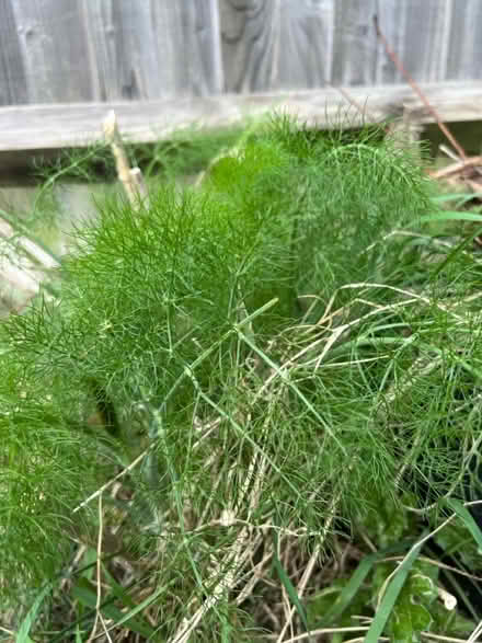 Photo of free Fennel leaves (RH12) #3