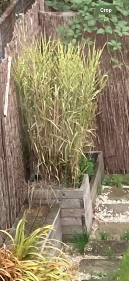 Photo of free Grass plant (Hillsborough S6) #3