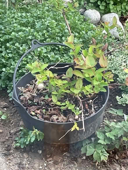 Photo of free Pot and plant (Clapham, Bedford) #1