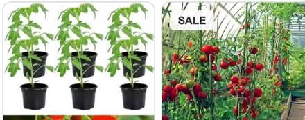 Photo of Tomato plants (Congleton CW12) #2