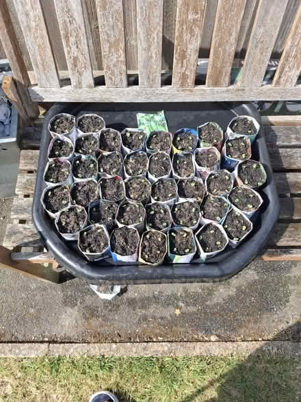 Photo of free Basil Seedlings (TN24) #1