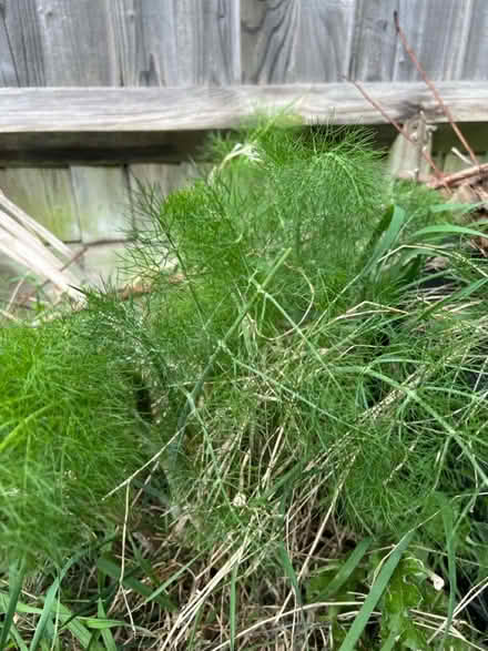 Photo of free Fennel leaves (RH12) #2