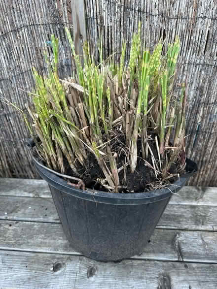 Photo of free Grass plant (Hillsborough S6) #1