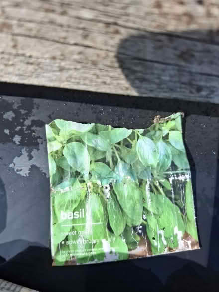 Photo of free Basil Seedlings (TN24) #2