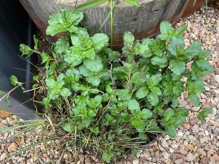 Photo of free Pond Mint Plant in Pond Planter (Thurcaston LE7) #2