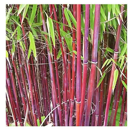 Photo of Red bamboo (CO12) #1