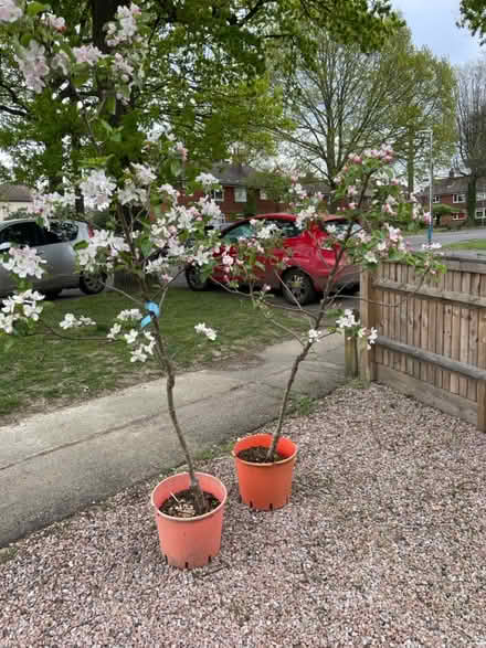 Photo of free 2 gala apple trees (Tonbridge) #2