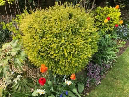 Photo of free Bagginsons gold shrub (Wheathampstead AL4) #1