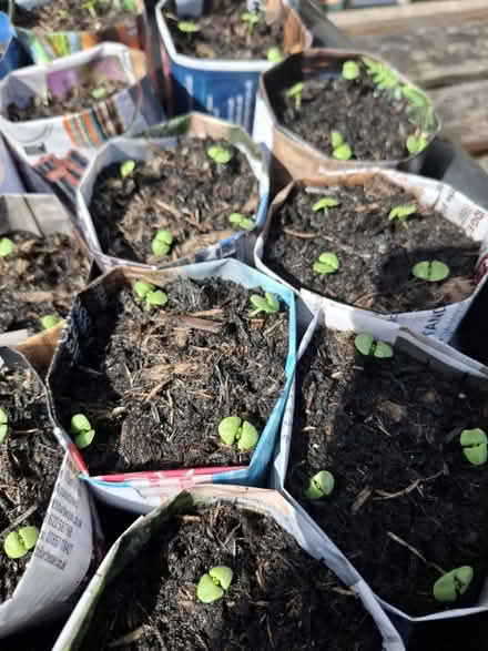 Photo of free Basil Seedlings (TN24) #3