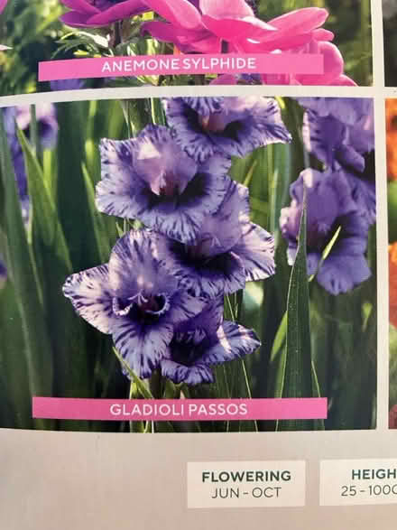 Photo of free 2 x Gladioli bulbs (Waddon) #1