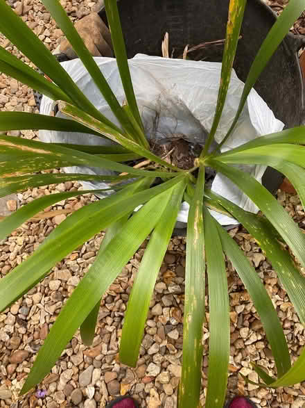 Photo of free Iris Plant - 'Stinking Iris' (Thurcaston LE7) #1