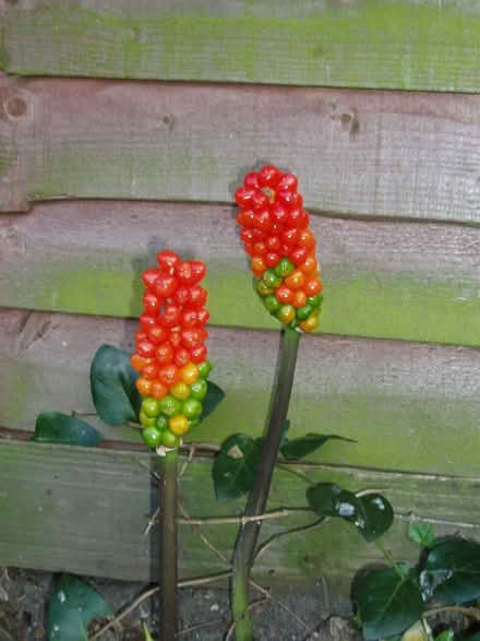 Photo of free 'Italian arum 'Pictum'. Large decorative out door Perennial (Croham CR2) #2