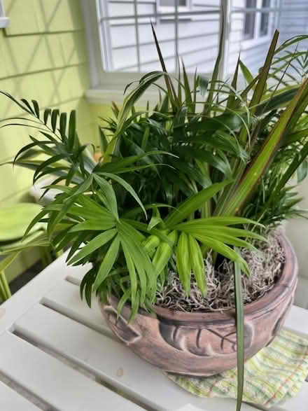 Photo of free Dish Garden (west of Watertown Square) #2