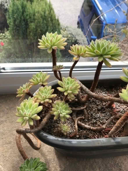 Photo of free Succulent plants (Tinkersley DE4) #2