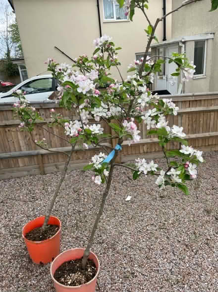 Photo of free 2 gala apple trees (Tonbridge) #1