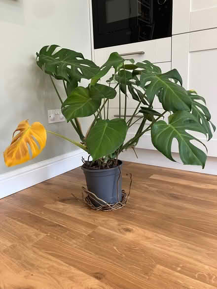 Photo of free Swiss cheese plant (Abingdon-on-Thames OX14) #2