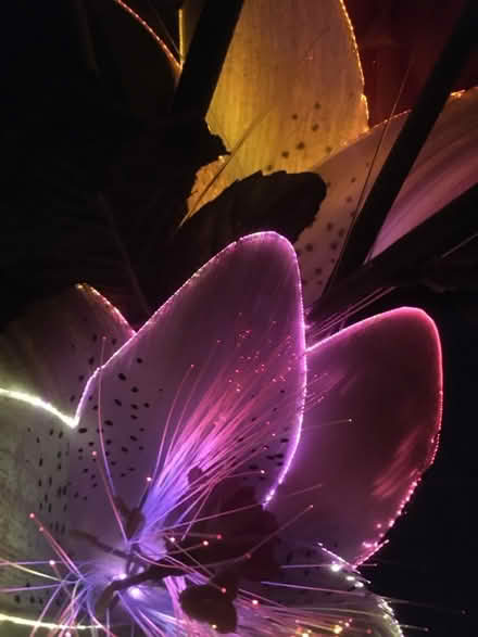 Photo of free Fibreoptic flowers (AL2 / SG6) #2