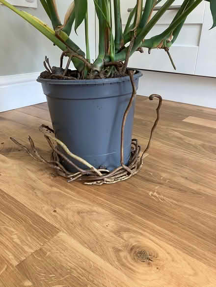 Photo of free Swiss cheese plant (Abingdon-on-Thames OX14) #3