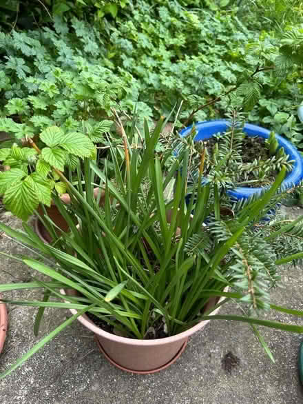 Photo of free Yew and raspberry plants (Hollingdean BN1) #2