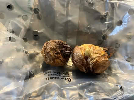 Photo of free 2 x Gladioli bulbs (Waddon) #3
