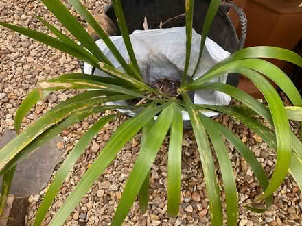 Photo of free Iris Plant - 'Stinking Iris' (Thurcaston LE7) #2