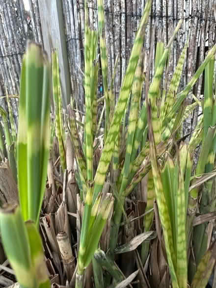 Photo of free Grass plant (Hillsborough S6) #2