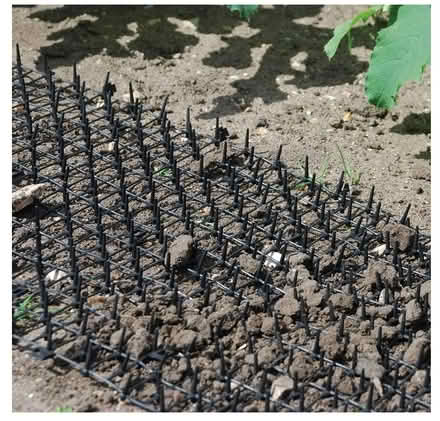 Photo of free Prickle strip to discourage digging by dogs or foxes (Anstey LE7) #3
