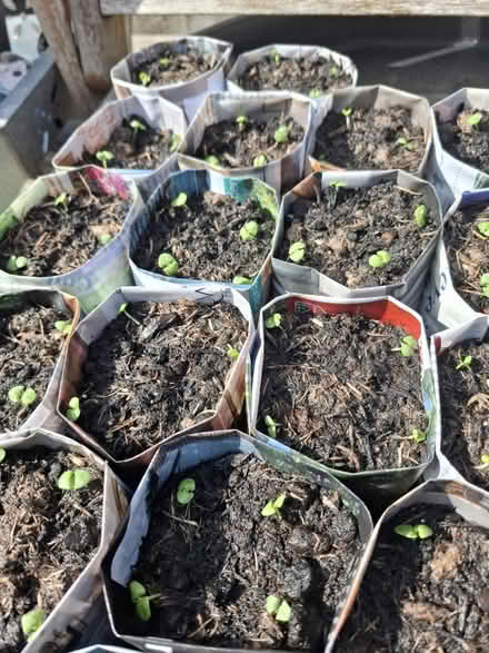 Photo of free Basil Seedlings (TN24) #4