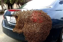 Photo of free Hone Bee Swarm Removal and Rehoming (Horsham) #4