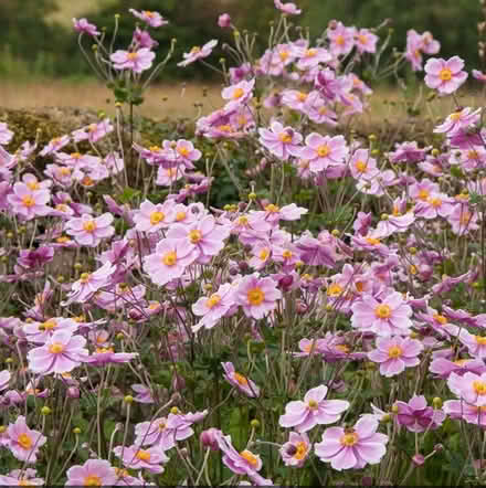 Photo of free Japanese anemone plants (not in flower yet) (AB22) #1