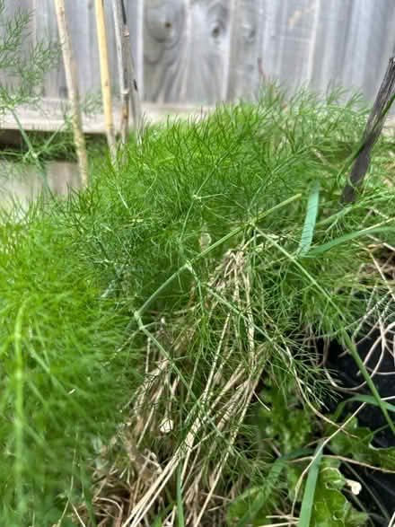 Photo of free Fennel leaves (RH12) #1