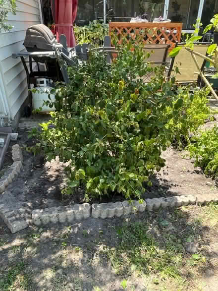 Photo of free 2surinam cherry bushes (Palm Harbor) #2