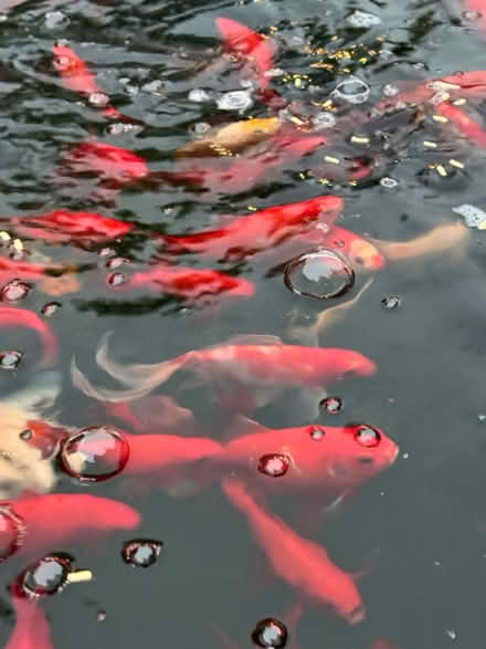 Photo of free goldfish (RH12) #2