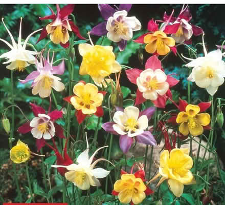 Photo of free Aquilegia seeds (mixed colours) (AB22) #1