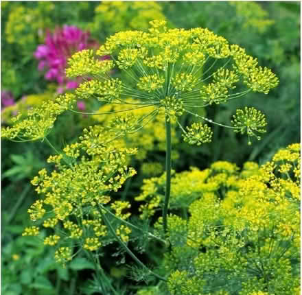 Photo of free Two pots seedlings Herb Dill (Morden SM4) #2