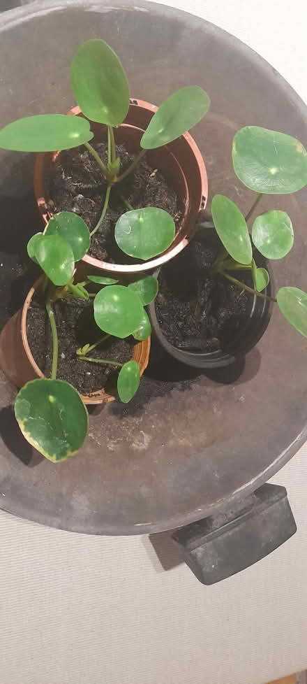 Photo of free Pilea plants (Dereham Rd area NR2) #1