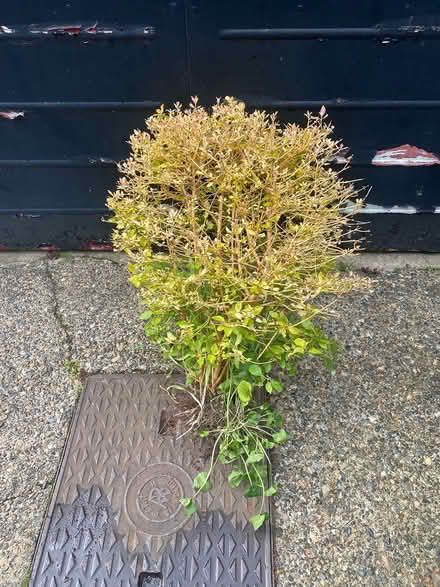 Photo of free Shrub/bush (Margate) #1