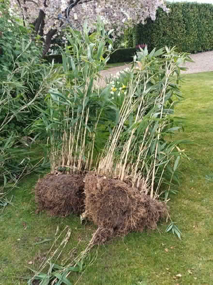 Photo of free Bamboo plants (North Elmham NR20 5EU) #1