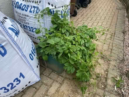 Photo of free Large hop plant (Tonbridge) #1