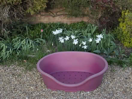 Photo of free Dog Box (Great Bircham PE31) #1